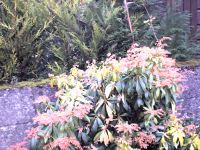 Flame bush in flower also