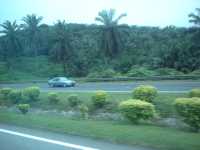 Palm oil plantations