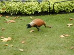 Brown goose