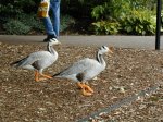 Exotic Geese