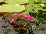 Water lilies