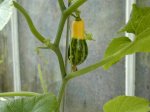 young gourd