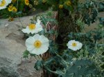 Desert flowers