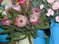 Proteas