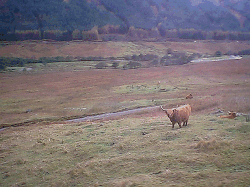 Highland Cattle