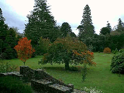 Autumn foliage