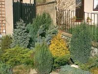Front right garden