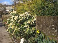 Flame bush still in flower since December