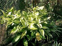 Spotted leaf bush