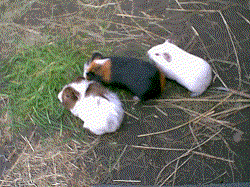 Duncan Guinea Pigs