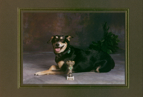 Harry the champion