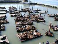 Permanent sea lion colony, San Francisco
