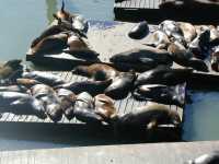 Closeup of sea lions