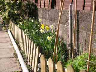 13-Daffs