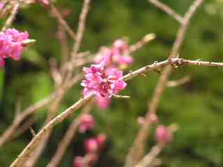 14-Daphne flowers