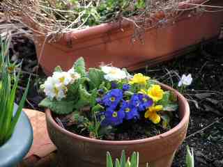 16-Polyanthus
