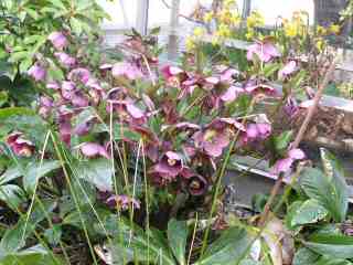 17-Red Christmas Rose