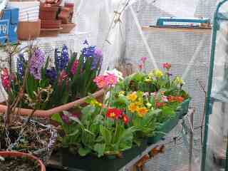 18-Hyacinths and Polyanthus