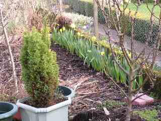 19-New Daffs