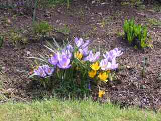 20-Crocus