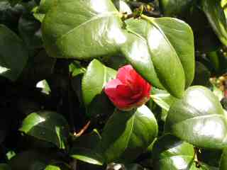 21-Red Camelia