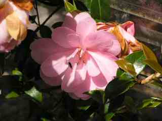 22-Pink Camelia