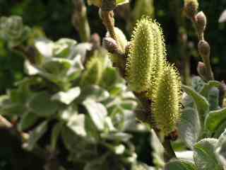 24-Miniature Pussy Willow