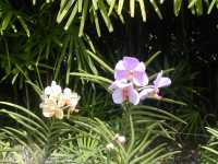 Orchid