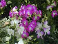 Orchid