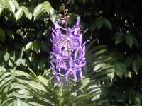 Orchid