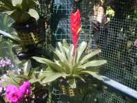Tropical Flower