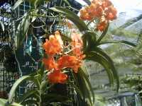 Orchid