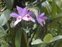 Orchid