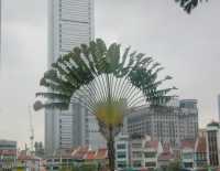 Beautiful palm tree