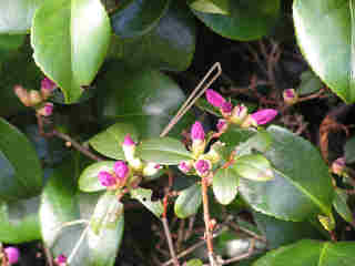 2-