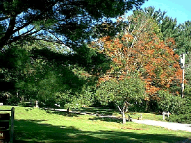 Fall colours