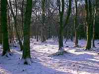 Woods